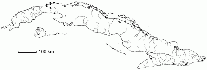 Setaria leonis