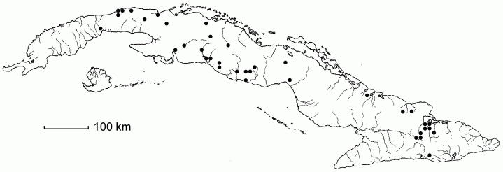 Setaria tenax
