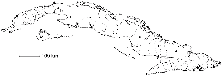 Sida ciliaris