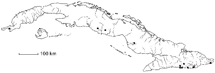 Sida glabra
