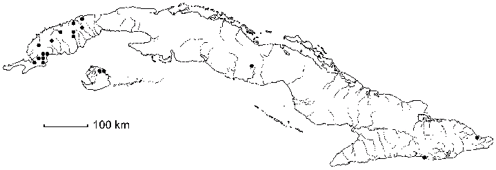 Sida glomerata