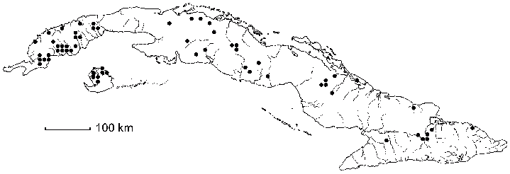 Sida linifolia