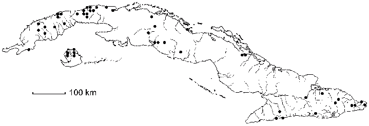 Sida rhombifolia