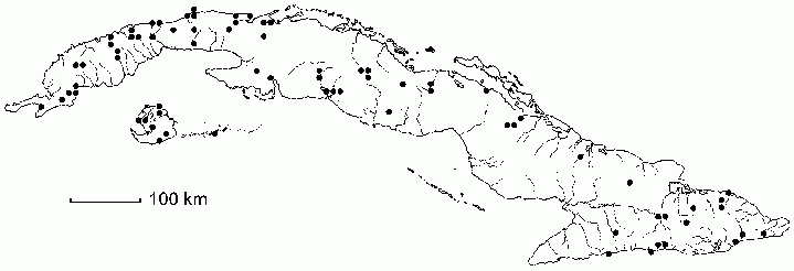 Smilax havanensis