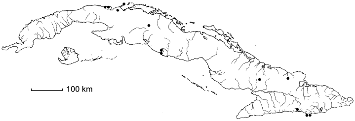 Sphinga prehensilis