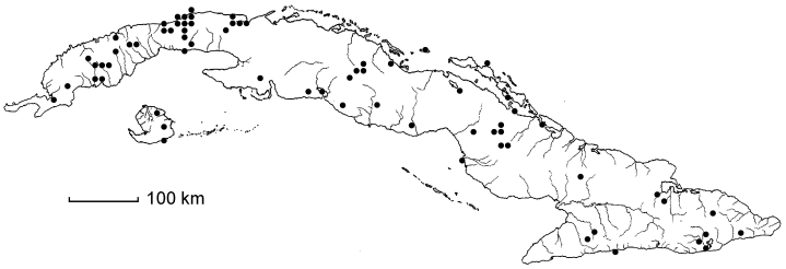 Sporobolus indicus