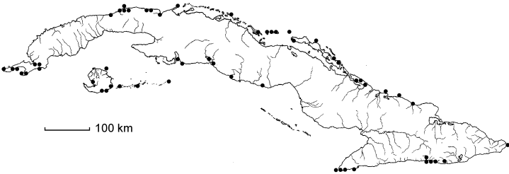 Suriana maritima