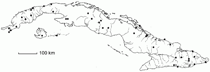 Swietenia mahagoni