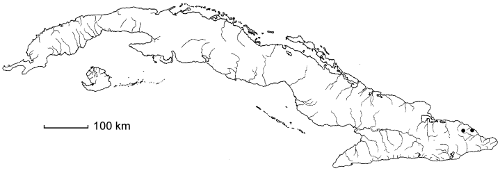 Symplocos moaensis