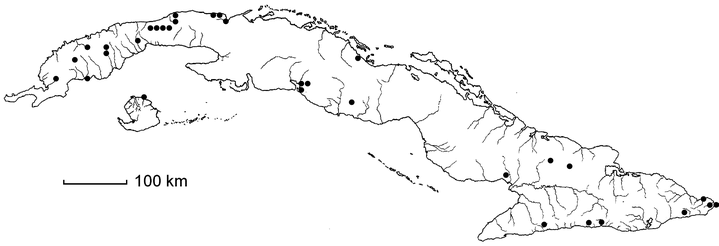 Talinum paniculatum