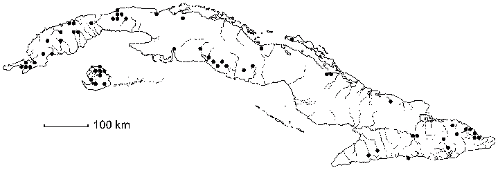 Talipariti elatum
