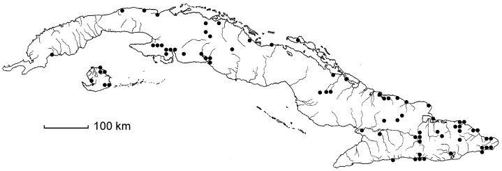 Terminalia buceras