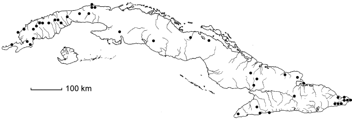 Terminalia diptera