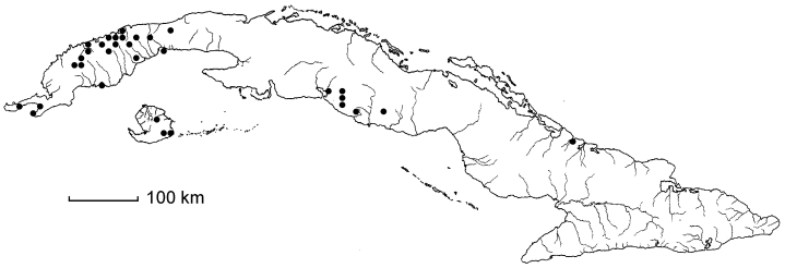 Terminalia neglecta