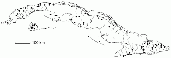 Thelypteris kunthii