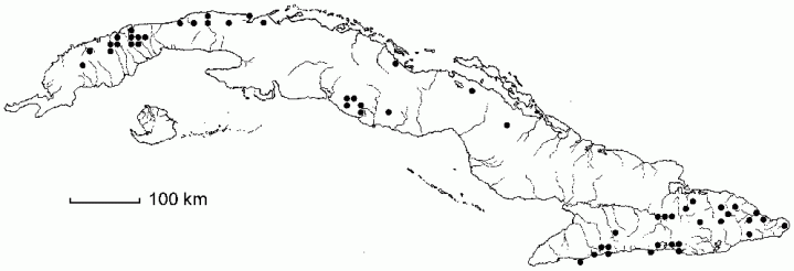 Thelypteris patens