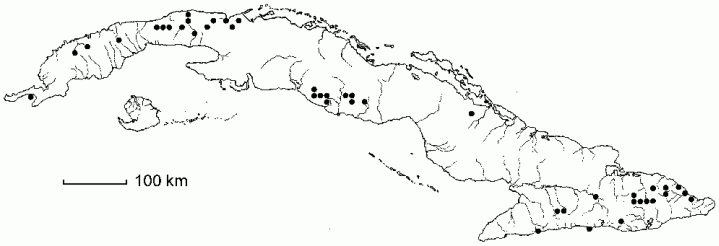 Thelypteris reptans