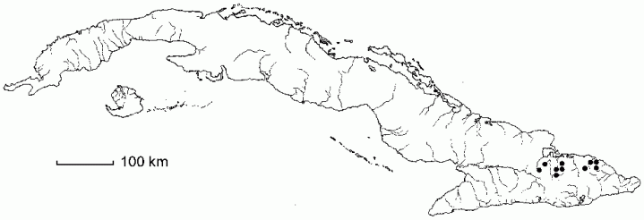 Thelypteris shaferi