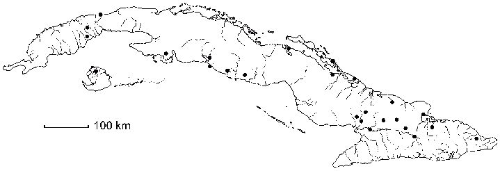 Thespesia cubensis