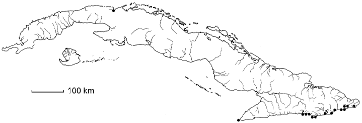 Thouinia elliptica