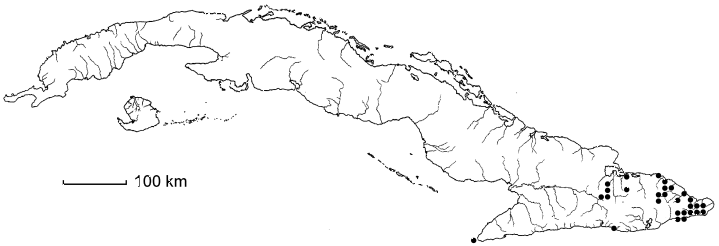 Thouinia punctata
