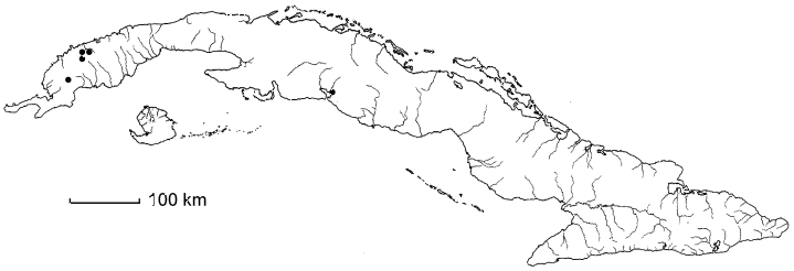 Thouinia rotundata