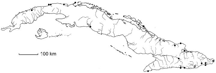 Thouinia trifoliata