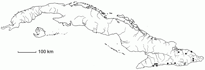 Trichomanes alatum