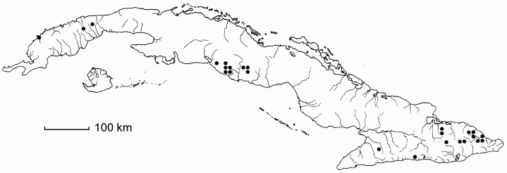 Trichomanes hookeri