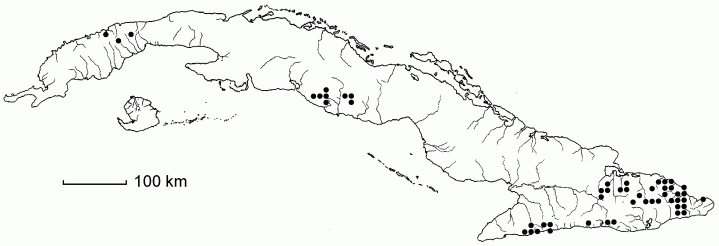 Trichomanes scandens