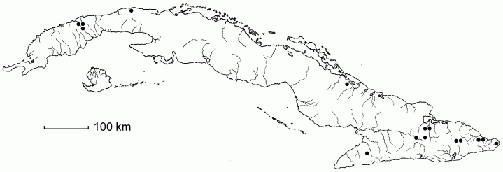 Triscenia ovina