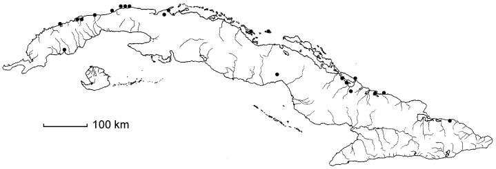 Uniola paniculata
