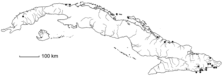 Uniola virgata