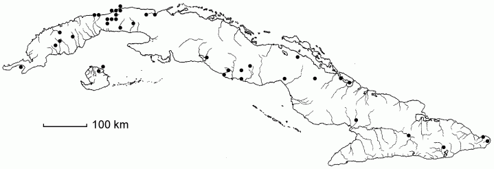 Urochloa adspersa