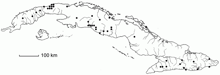 Urochloa fusca