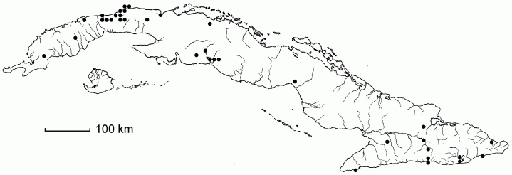Urochloa reptans