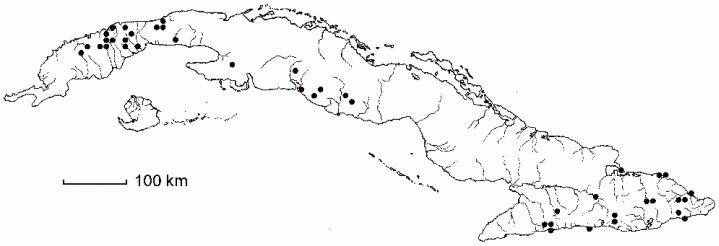 Wallenia laurifolia