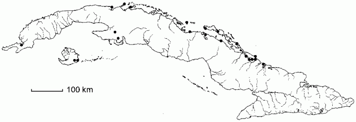 Zamia integrifolia