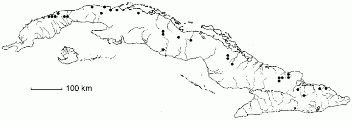 Zamia ottonis