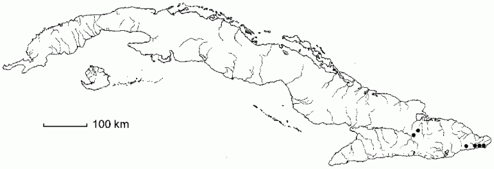 Zamia pumila