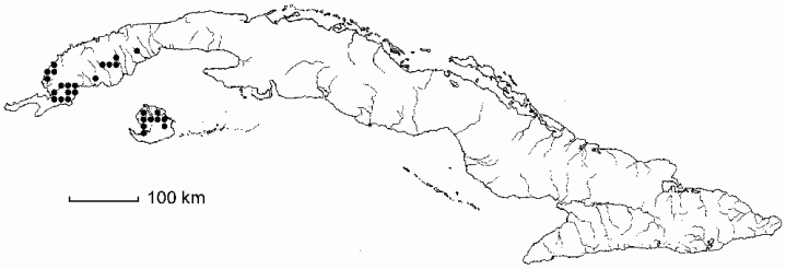 Zamia pygmaea