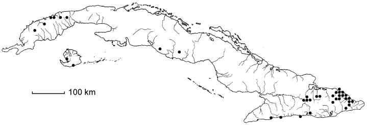 Zanthoxylum cubense