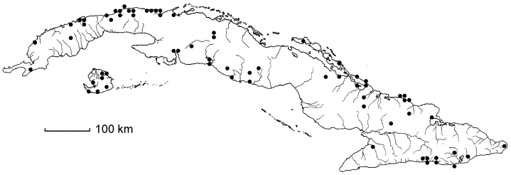 Zanthoxylum fagara