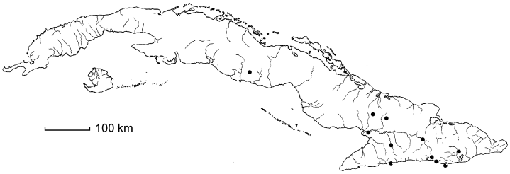 Zapoteca formosa