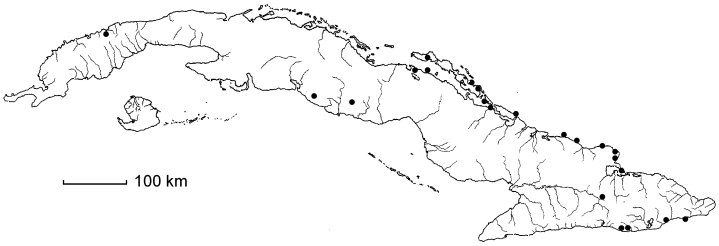 Zapoteca gracilis