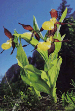 Cypripedium calceolus