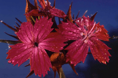 Dianthus capitatus