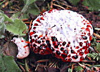 Hydnellum ferrugineum