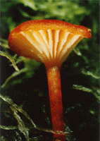 Hygrocybe coccineocrenata