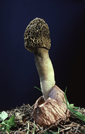 Phallus hadriani